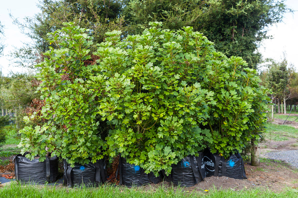 Houpara Cyril Watson (Pseudopanax lessonii)