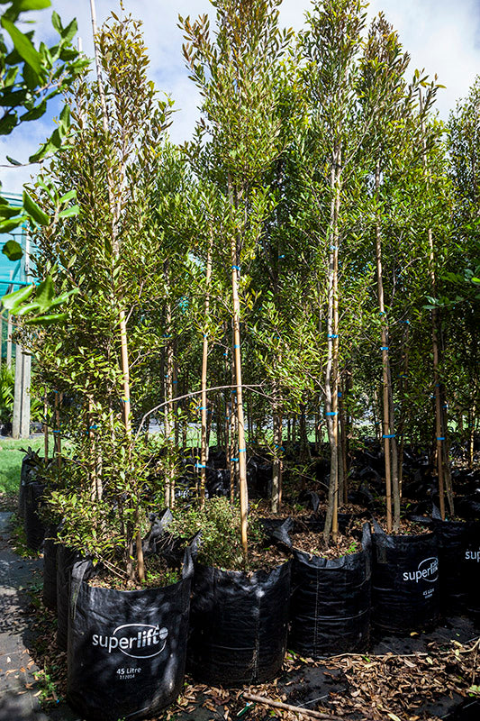 Maire Tawhake (Syzygium maire)