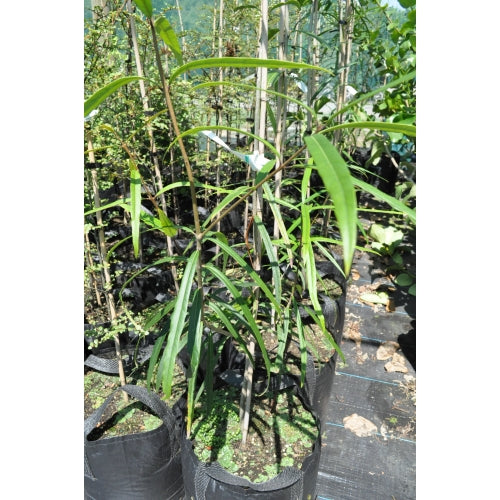 Black Maire (Nestegis cunninghamii)