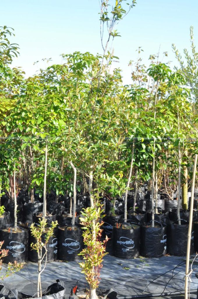 Black Maire (Nestegis cunninghamii)