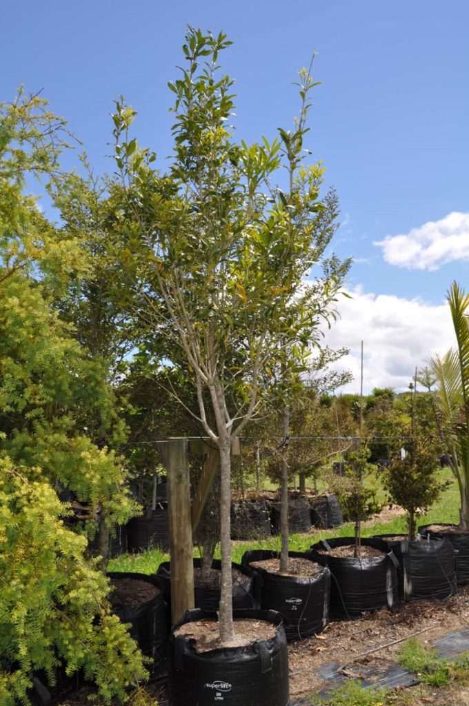 Black Maire (Nestegis cunninghamii)