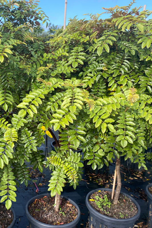 Makamaka (Ackama rosifolia)