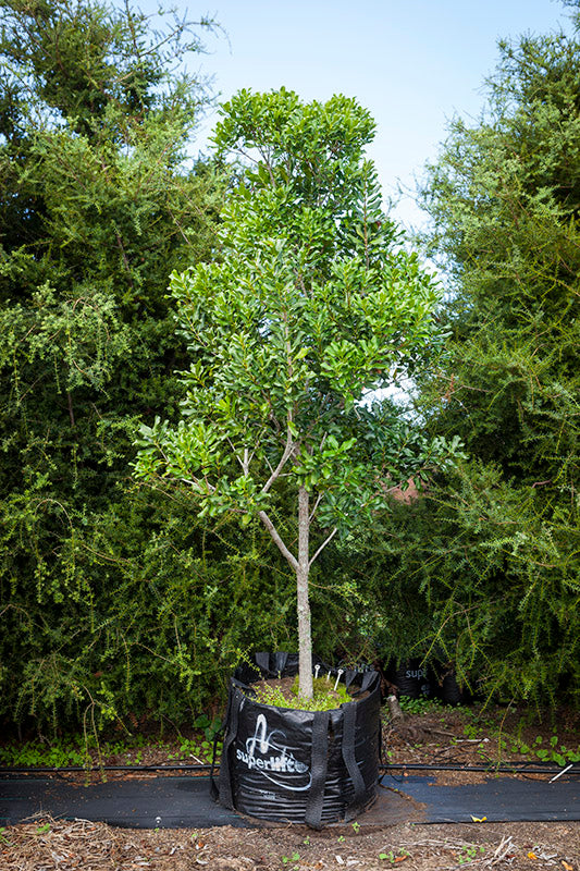 Coastal Maire (Nestegis apetala)