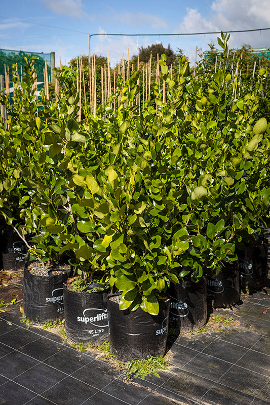 Takana Tree Nursery /Akapuka (Griselinia Lucida)