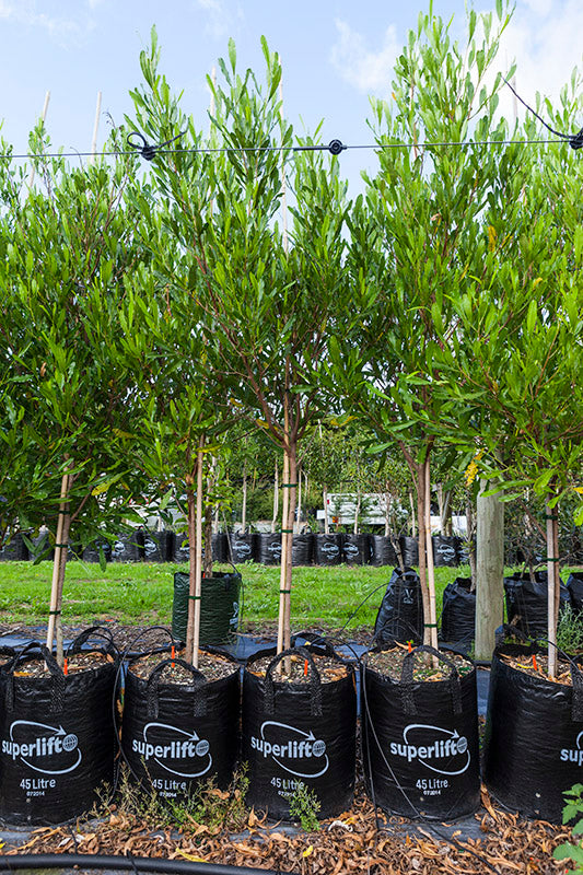 Ake Ake Green (Dodonaea viscosa)