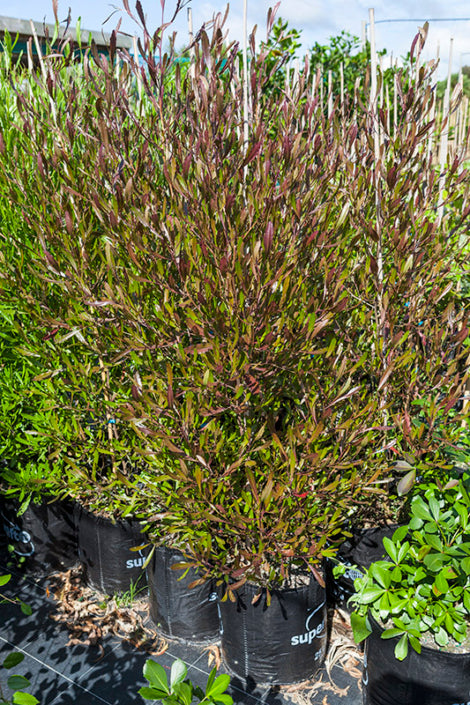 Ake Ake Red (Dodonaea viscosa)