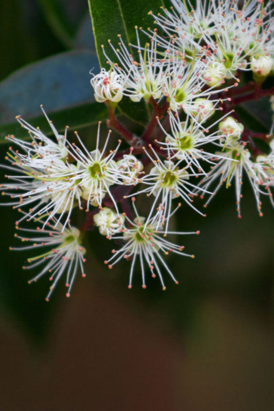Bartlett’s Rata (Metrosideros bartlettii)