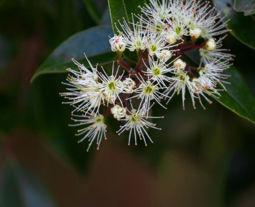 Bartlett’s Rata (Metrosideros bartlettii)