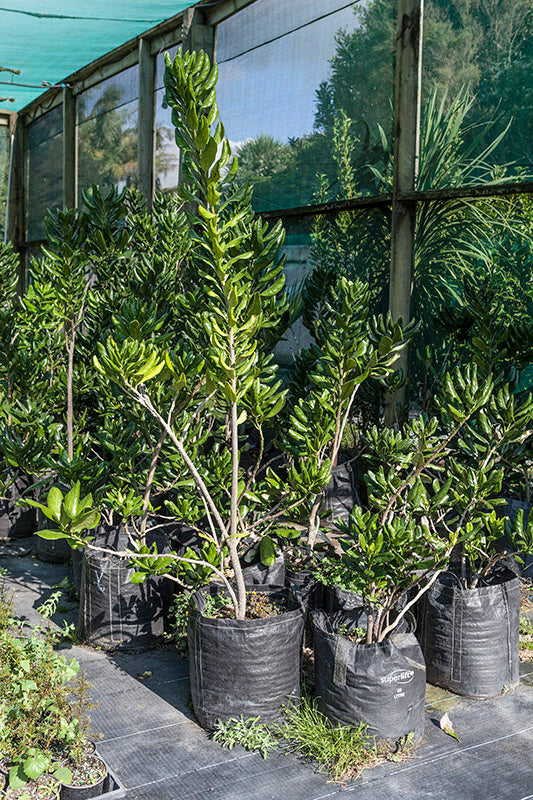 Baylisiana (Pennantia baylisiana)