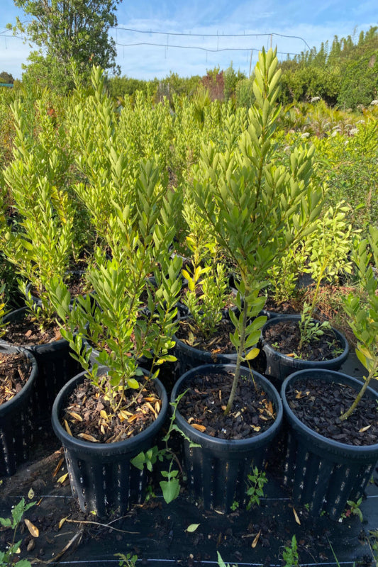 Coastal Mahoe (Melicytus novae-zealandiae)