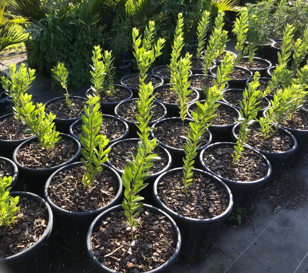 Coastal Mahoe (Melicytus novae-zealandiae)