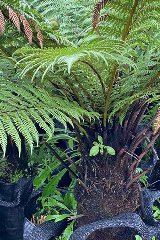 Wheki-ponga (Dicksonia fibrosa)