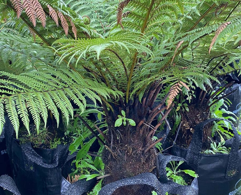 Wheki-ponga (Dicksonia fibrosa)