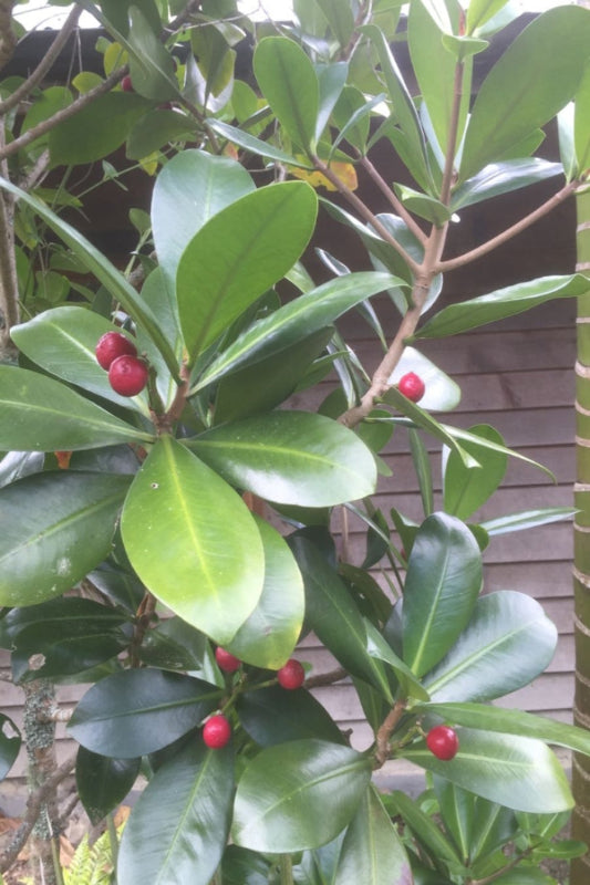 Elingamita (Elingamita johnsonii)