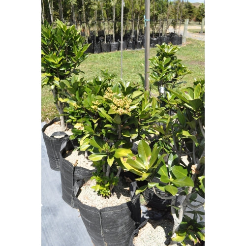 Elingamita (Elingamita johnsonii)