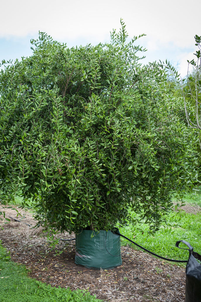 Ewekuri (Streblus banksii)