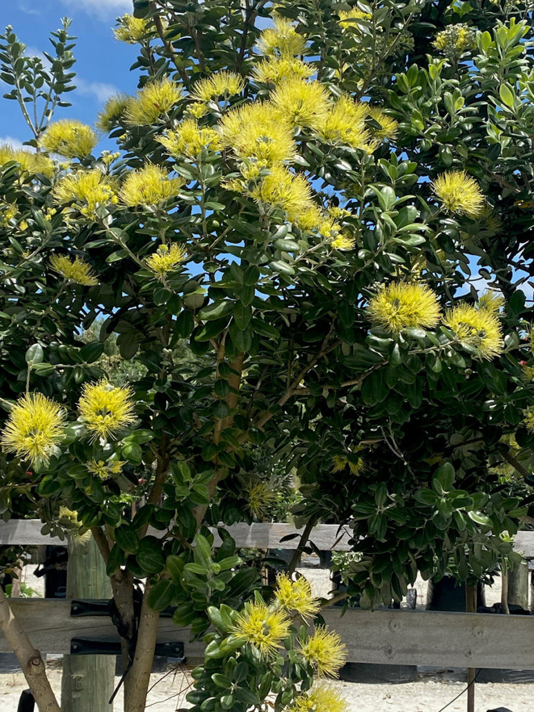 Golden Pohutukawa (Metrosideros excelsa)