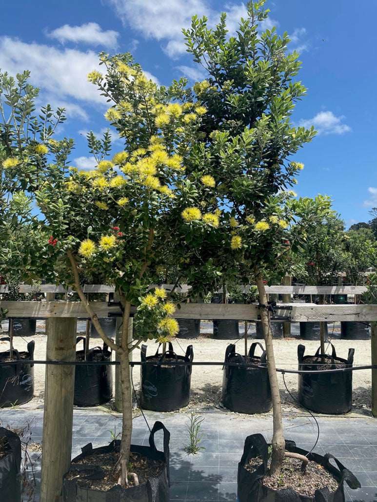 Golden Pohutukawa (Metrosideros excelsa)