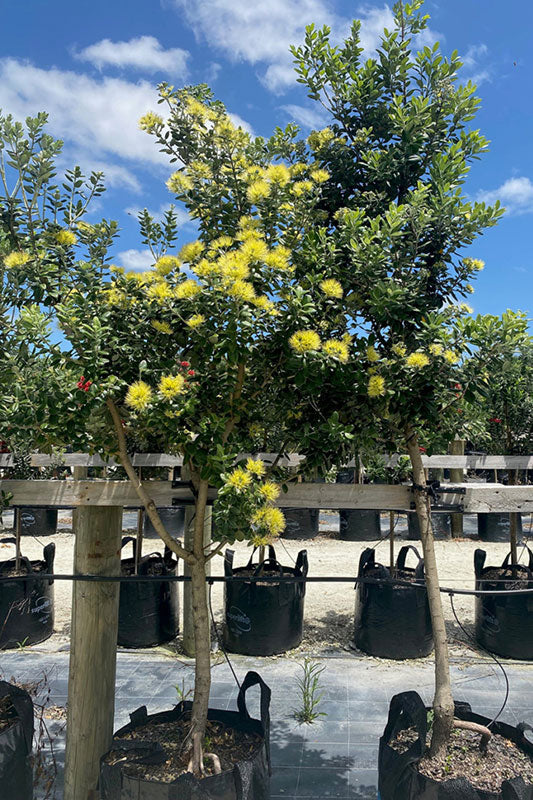 Pohutukawa, Golden (Metrosideros excelsa)