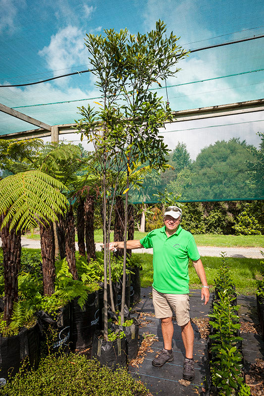 Hinau (Elaeocarpus dentatus)