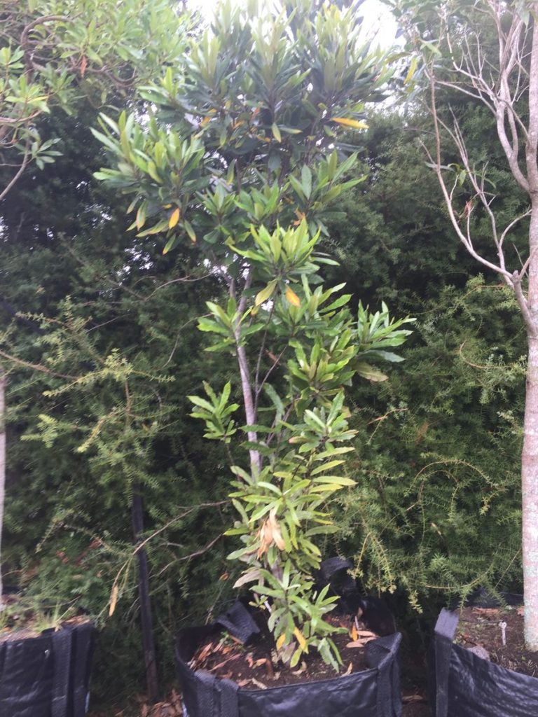 Hinau (Elaeocarpus dentatus)