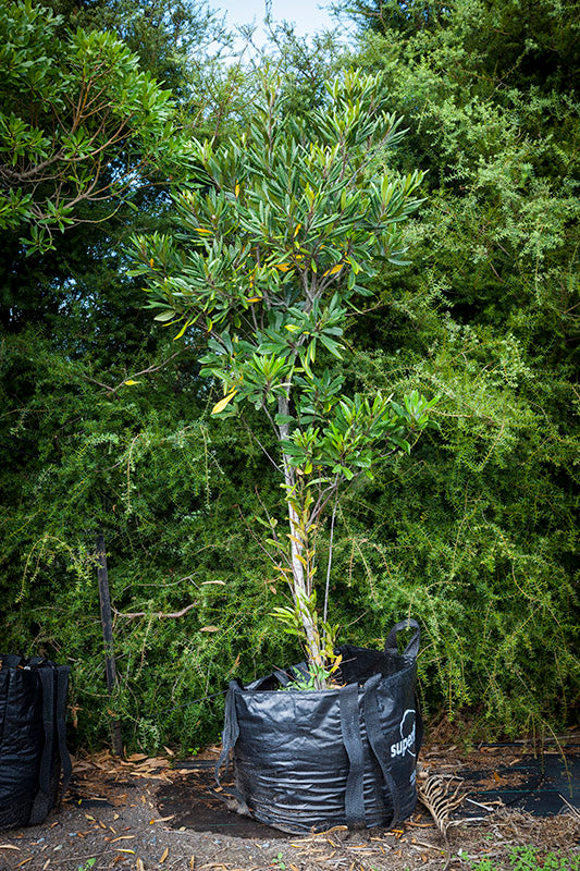 Hinau (Elaeocarpus dentatus)