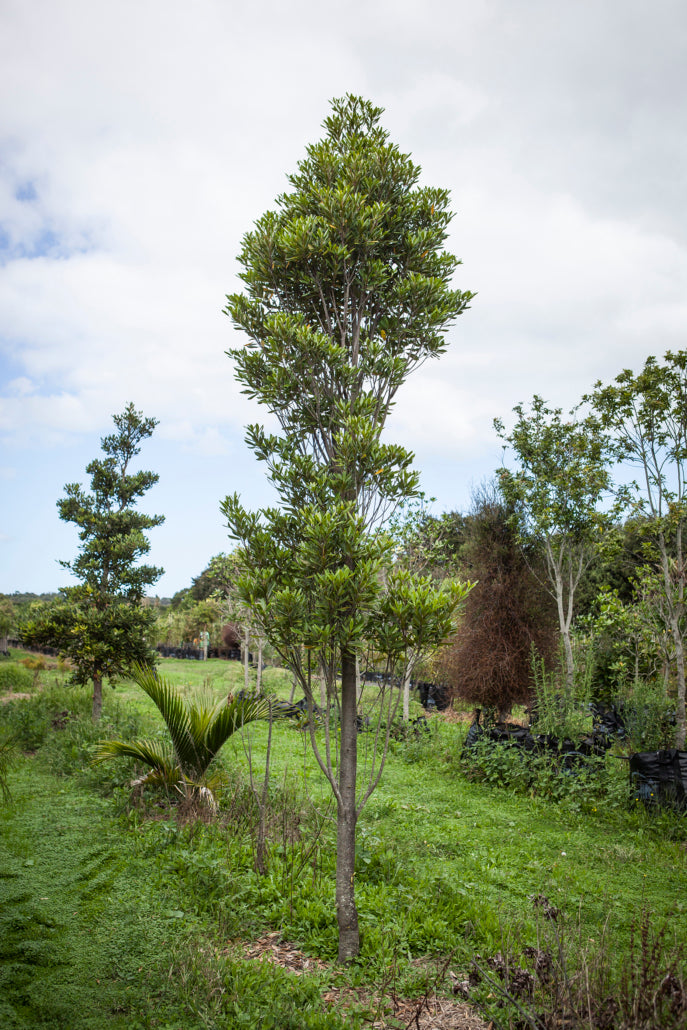 Hinau (Elaeocarpus dentatus)