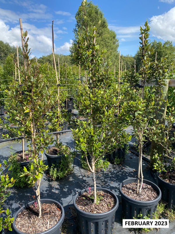 Hinau (Elaeocarpus dentatus)