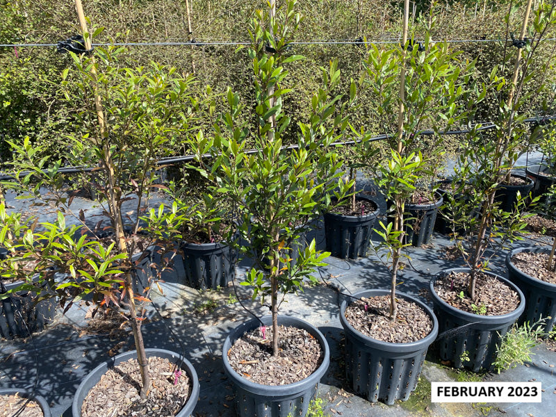 Hinau (Elaeocarpus dentatus)
