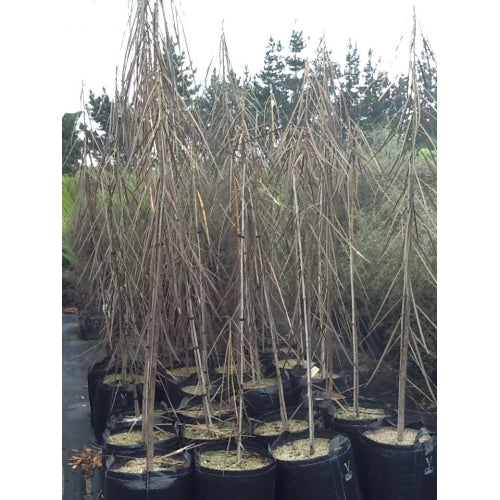 Horoeka (Pseudopanax crassifolius)
