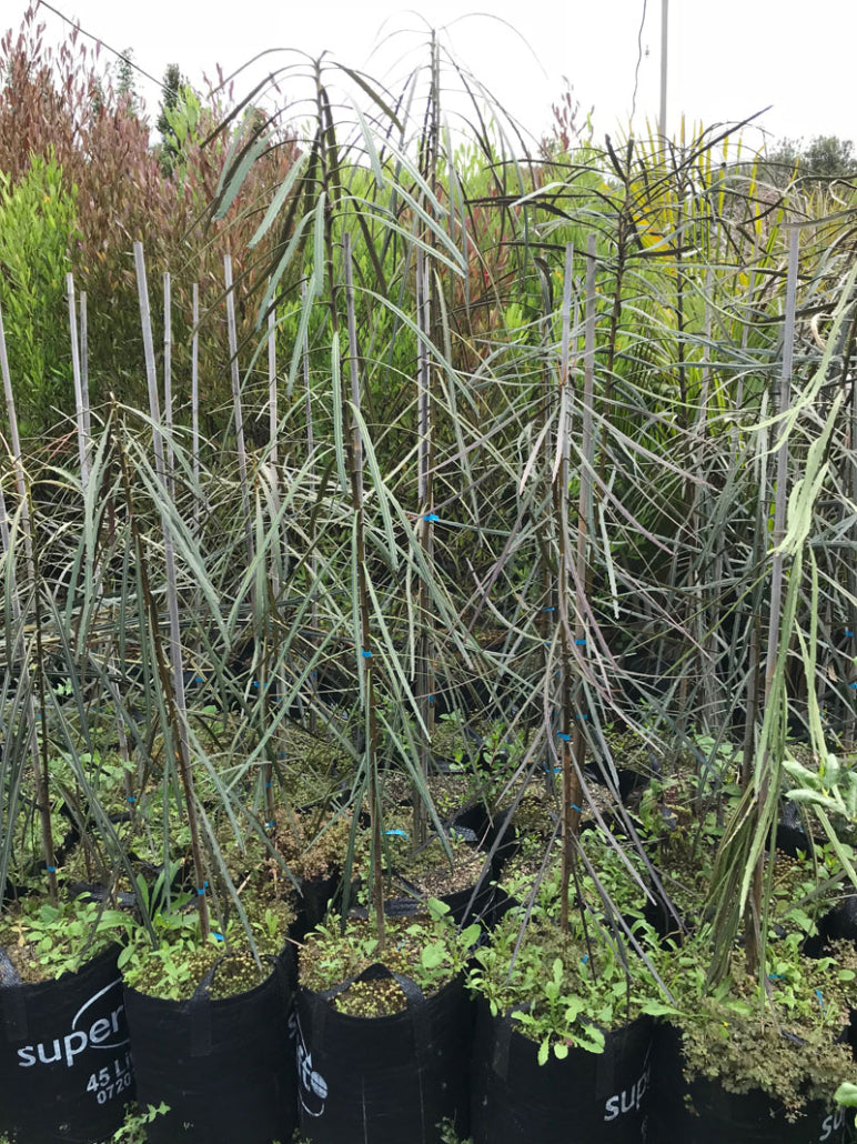 Horoeka (Pseudopanax crassifolius)