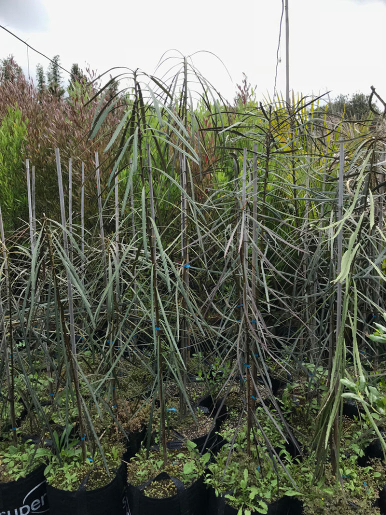 Horoeka (Pseudopanax crassifolius)