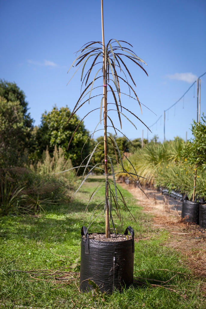 Horoeka (Pseudopanax crassifolius)