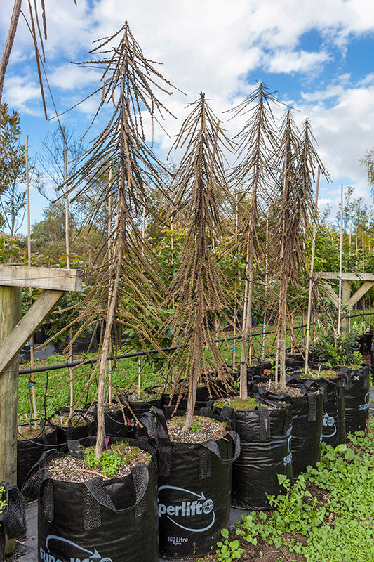 Horoeka Ferox (Pseudopanax ferox)