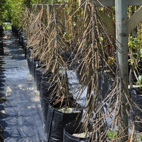 Horoeka Ferox (Pseudopanax ferox)