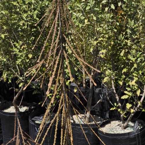Horoeka Ferox (Pseudopanax ferox)