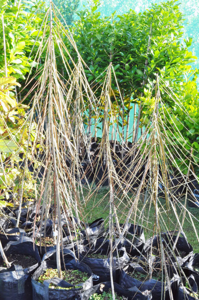 Horoeka (Pseudopanax crassifolius)