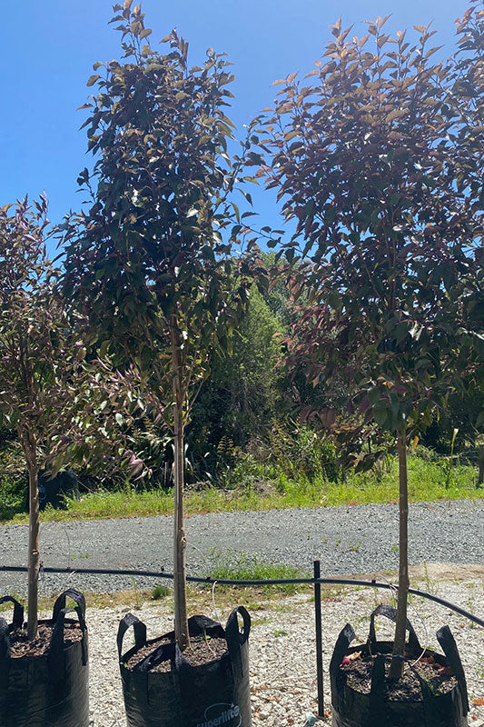 Houhere (Houheria populnea)