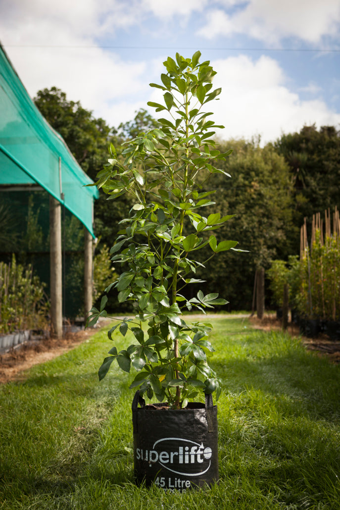 Houpara (Pseudopanax lessonii)