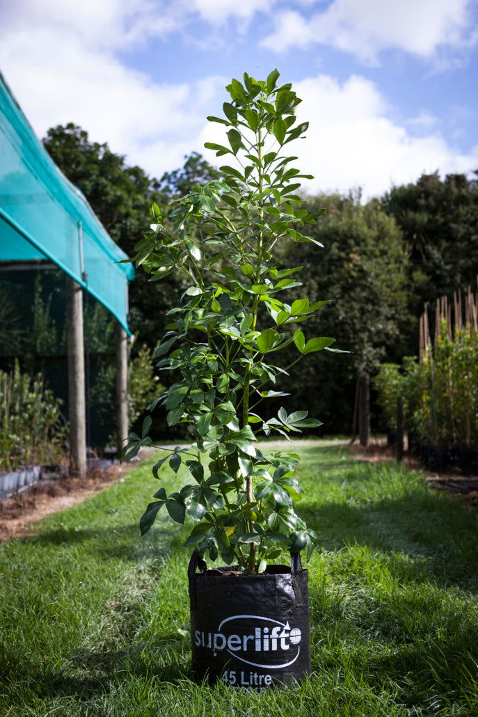 Houpara (Pseudopanax lessonii)