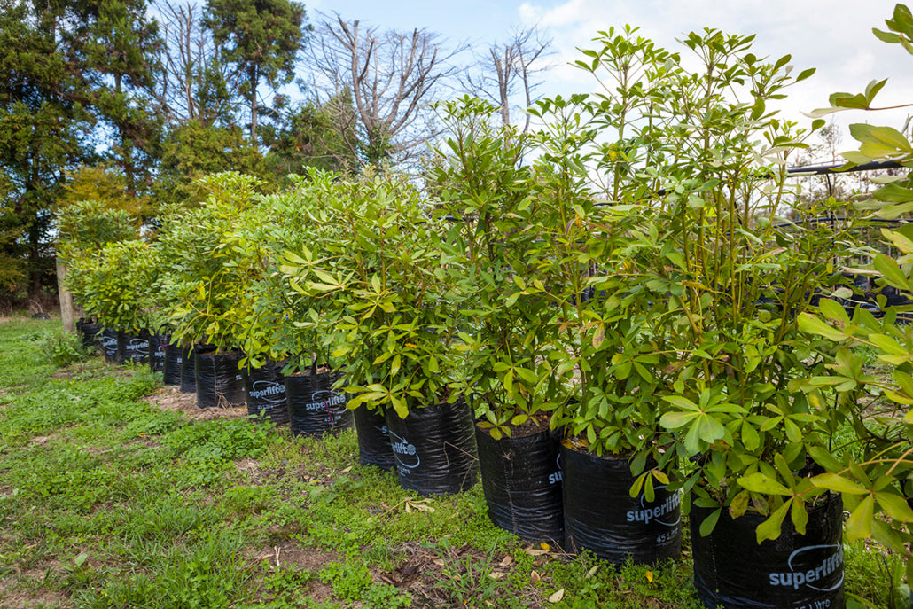 Houpara (Pseudopanax lessonii)