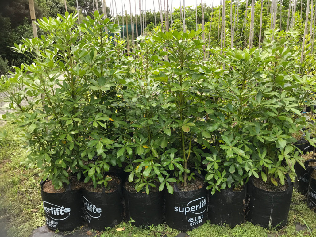 Houpara (Pseudopanax lessonii)