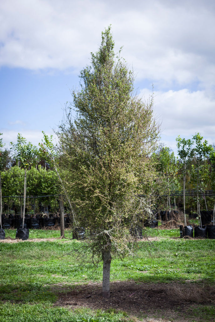 Hungere (Hoheria angustifolia)