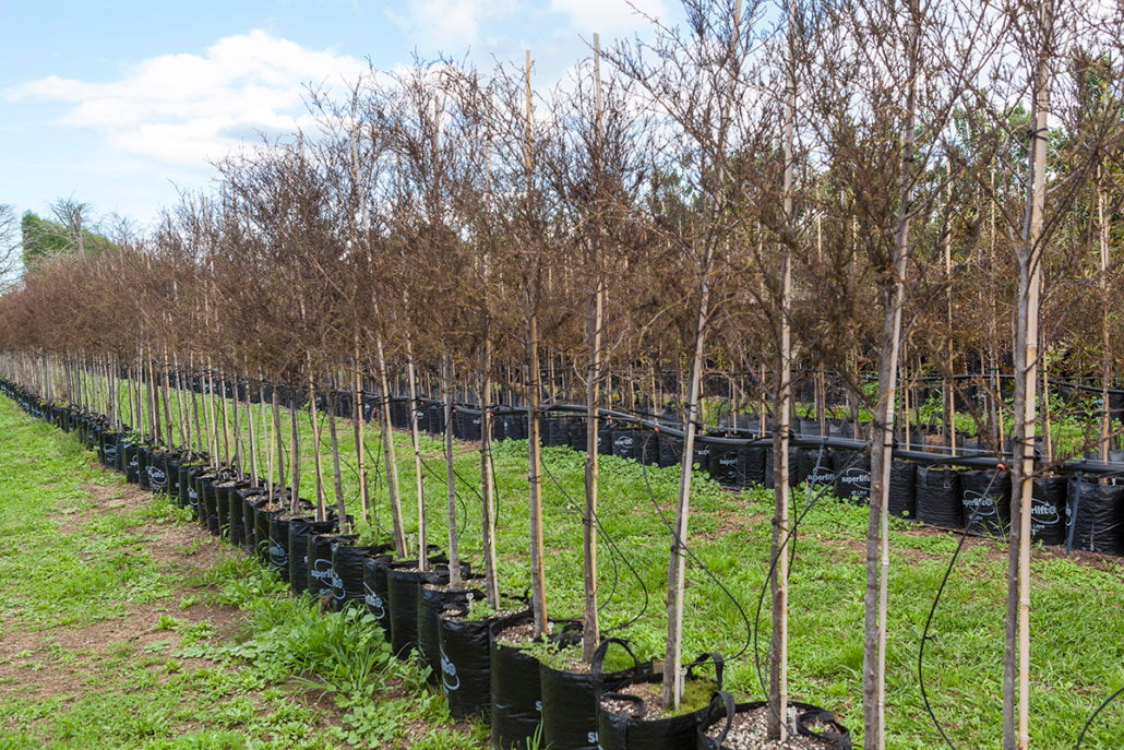 Kahikatea (Dacrycarpus dacrydioides) Row of Trees