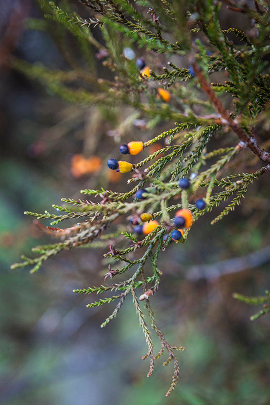 Kahikatea (Dacrycarpus dacrydioides) Berries