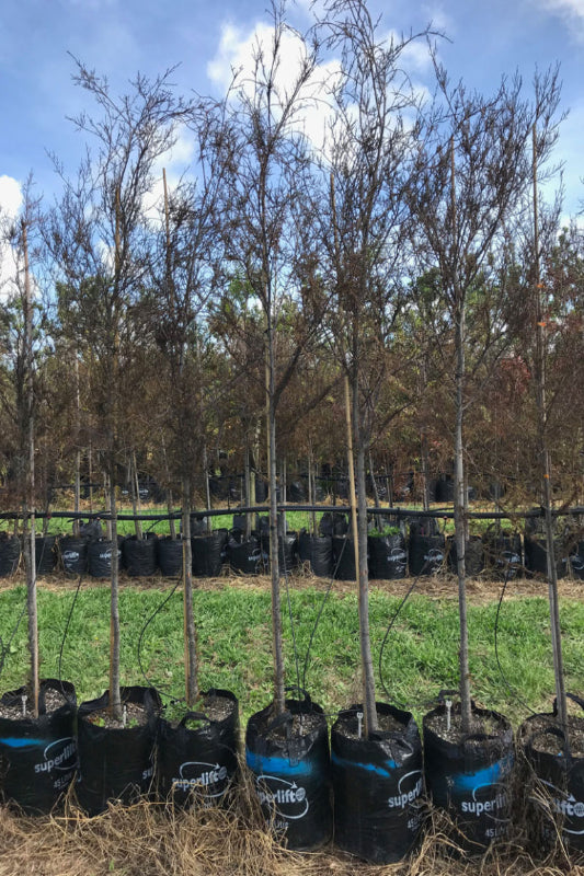 Kahikatea (Dacrycarpus dacrydioides)