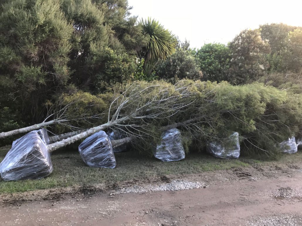 Kahikatea (Dacrycarpus dacrydioides) Root Ball