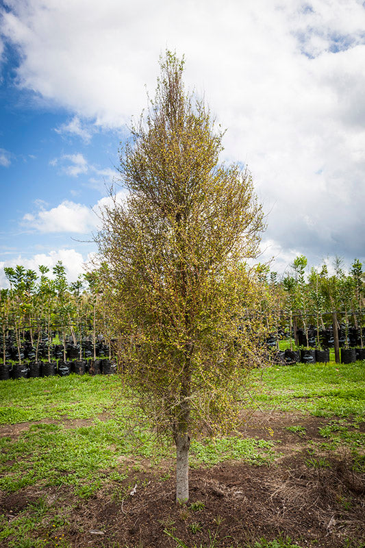 Kaikomako (Pennantia corymbosa)