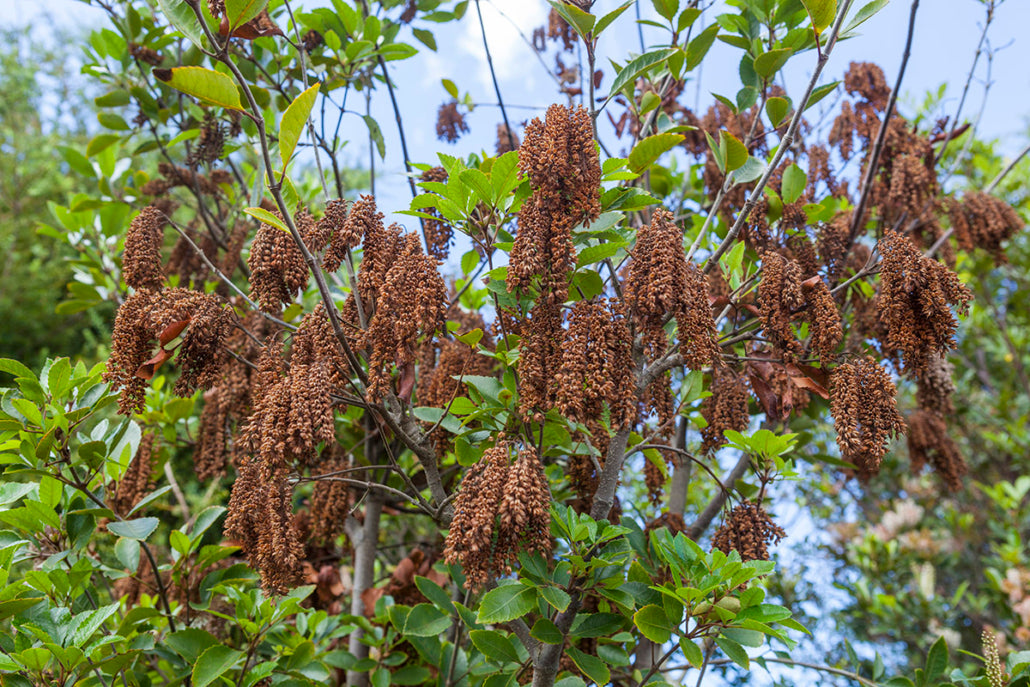 Kamahi (Weinmannia racemosa)