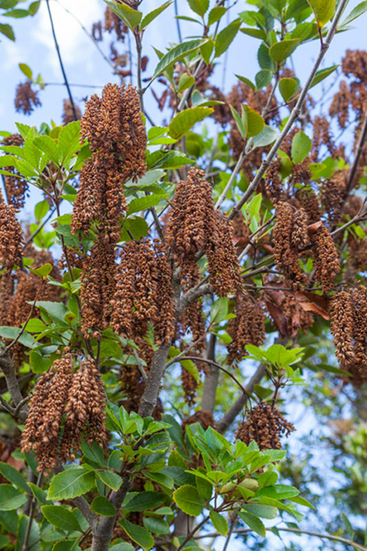 Kamahi (Weinmannia racemosa)